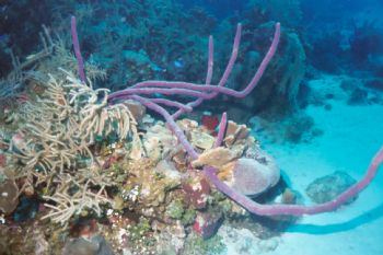 Grand Cayman, Turtle Reef,  Beautiful Corals.  MX-10 Wide... by Stephani Hurrle 